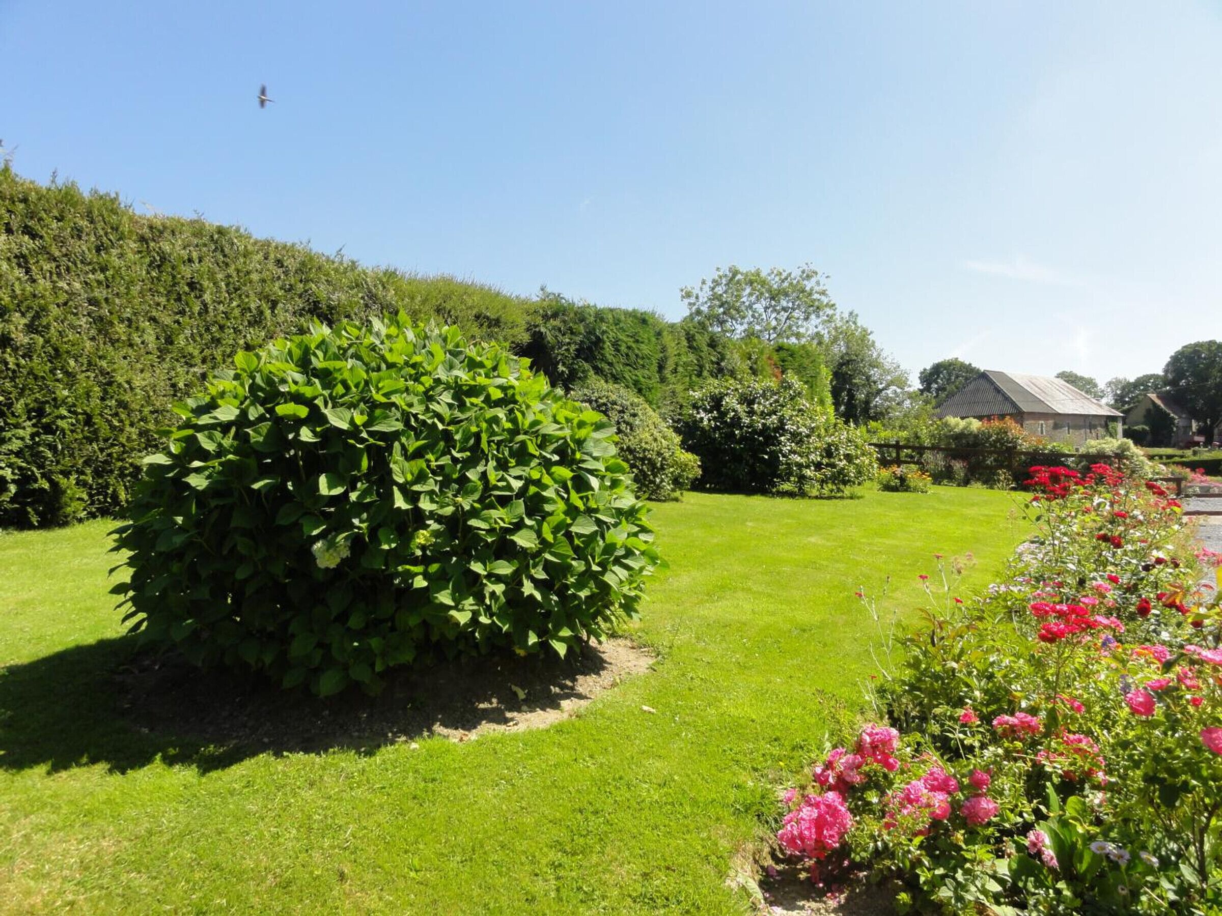 A well-maintained garden with a large bush, a lawn, and flowering plants.