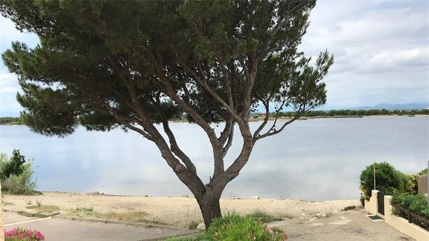 A tree-lined driveway leading to a sandy beach area with a body of water in the background.