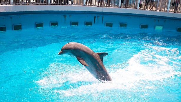 A dolphin performing in a clear blue pool with a tiled edge and a spectator area above. - Sandestin Luau Studio, Steps to Beach - Family/Golf, Beach Gear/TRAM/WiFi (Miramar Beach)