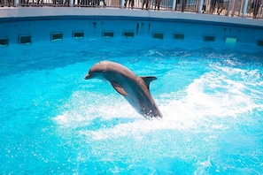 En delfin uppträder i en klarblå pool med kakel runt kanten, och det finns en läktare för åskådare ovanför.