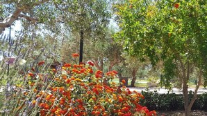 Un jardín con una variedad de plantas y árboles florecientes.