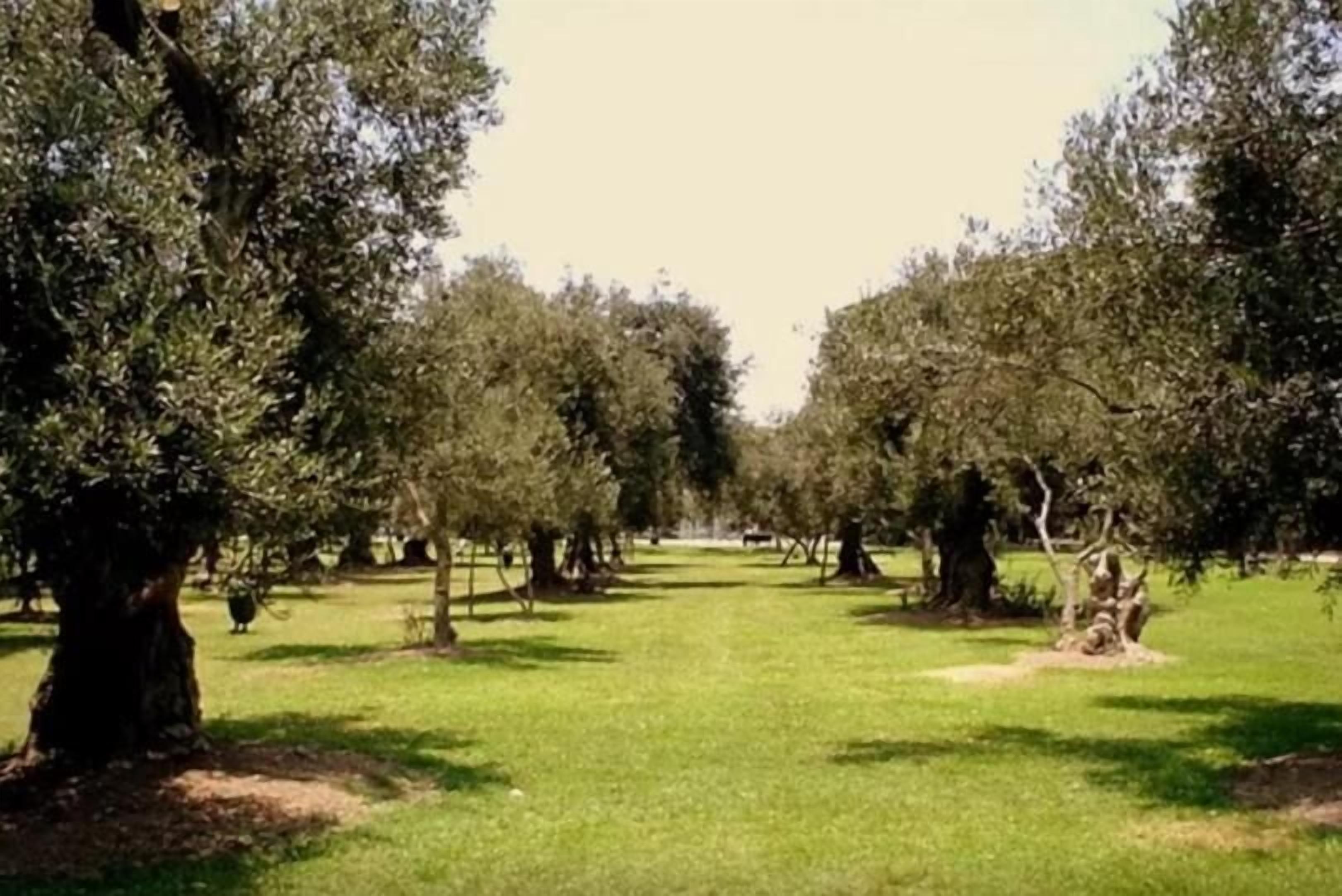 Foto - B&B El Olivar