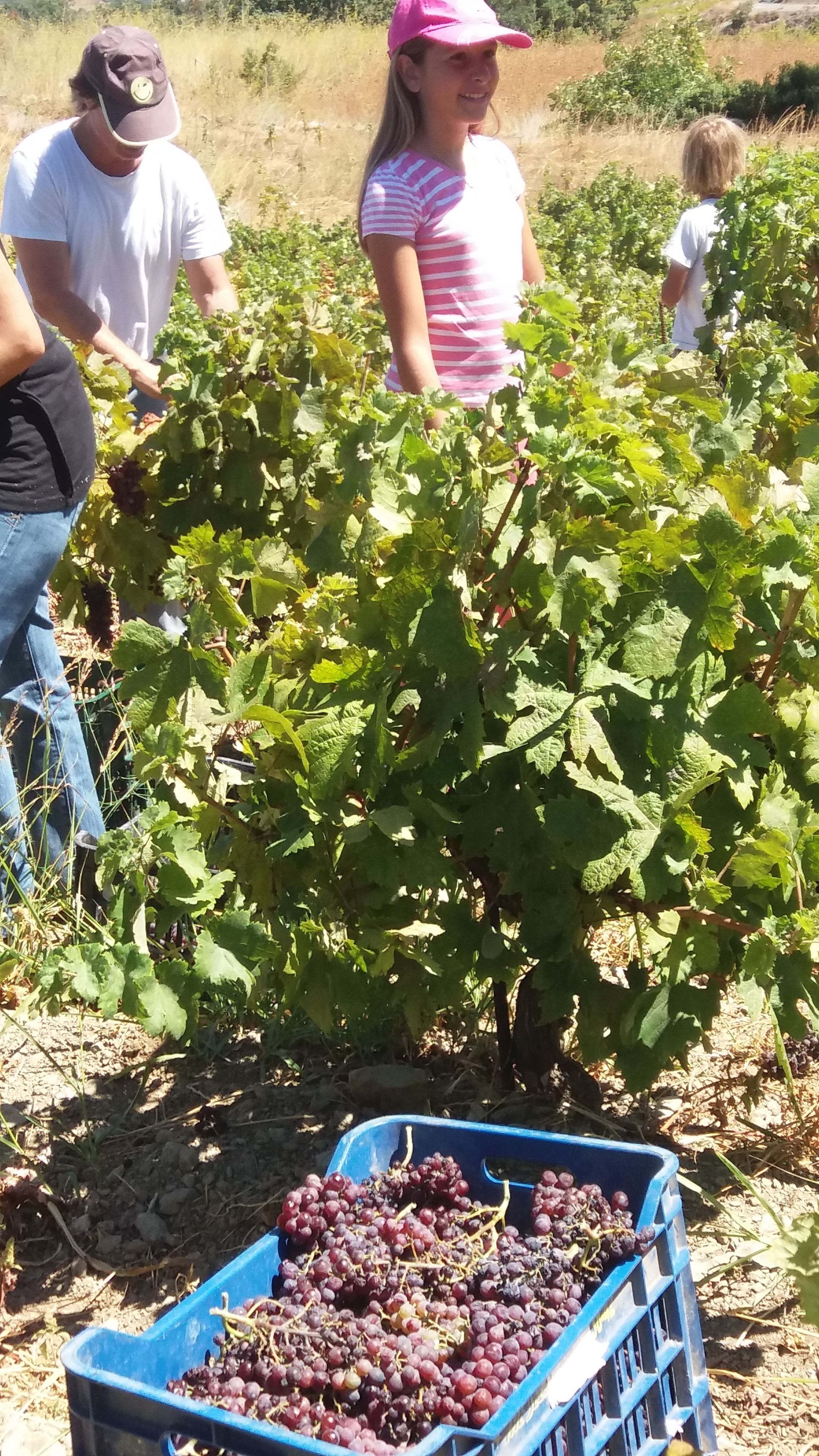 A vineyard with grapevines and a blue crate filled with grapes.