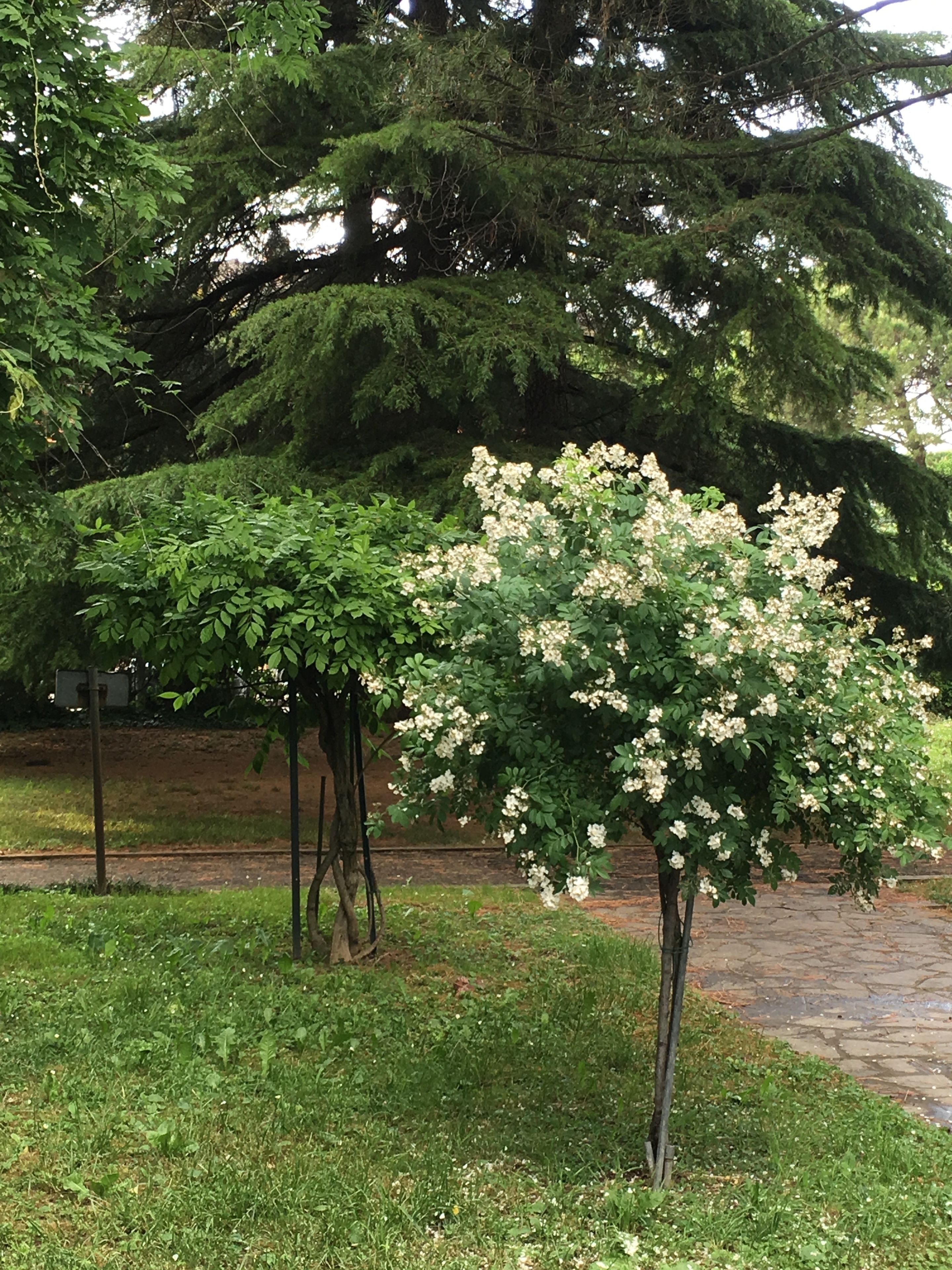 Photo - Bed and Breakfast Bio Salix