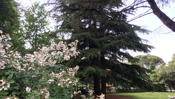 A garden with blooming flowers, a large coniferous tree, and a grassy area with a dog. - Bed and Breakfast Bio Salix (Padova)