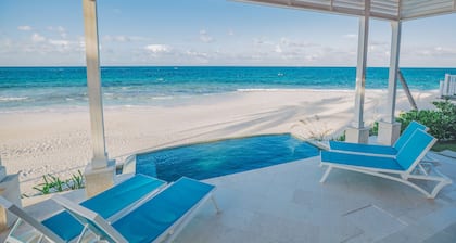 Bird of paradise, shooting