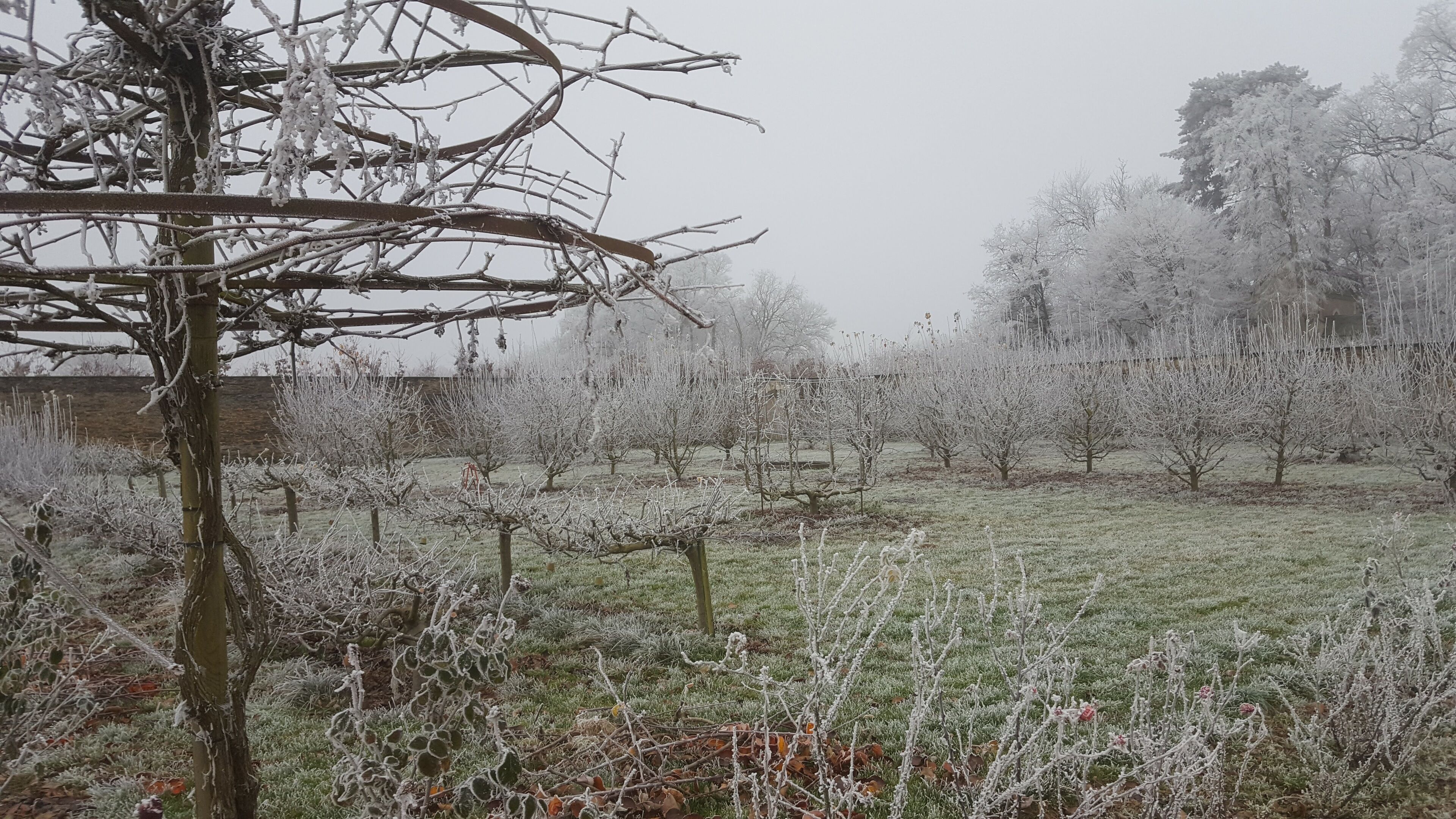 Ein Obstgarten mit frostbedeckten, kahlen Bäumen.