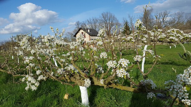 A rural landscape with blooming trees and a house in the background. - In Anjou in the castle vegetable garden, Peace, flower and vegetable (Marans)