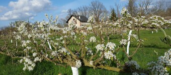 I Anjou i slottets grønnsakshage, fred, blomster og grønnsaker