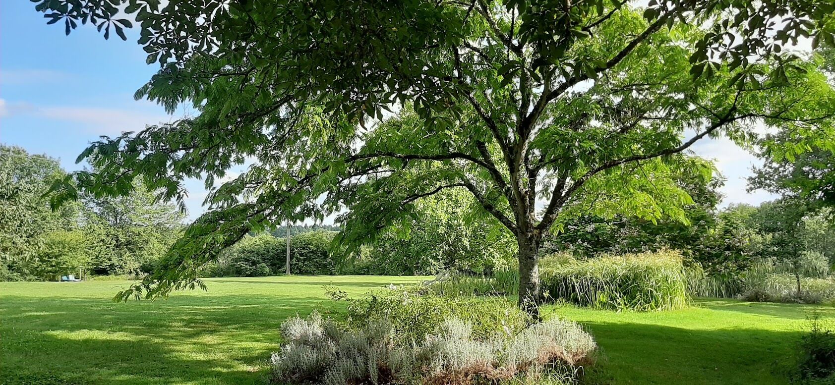 A tree-lined lawn with a well-maintained grassy area and a small shrubbery in the foreground.
