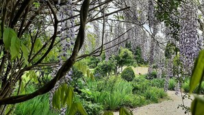 A garden pathway surrounded by lush greenery and purple flowering trees. - Elegant stone house in the countryside with swimming pool (Pressignac-Vicq)