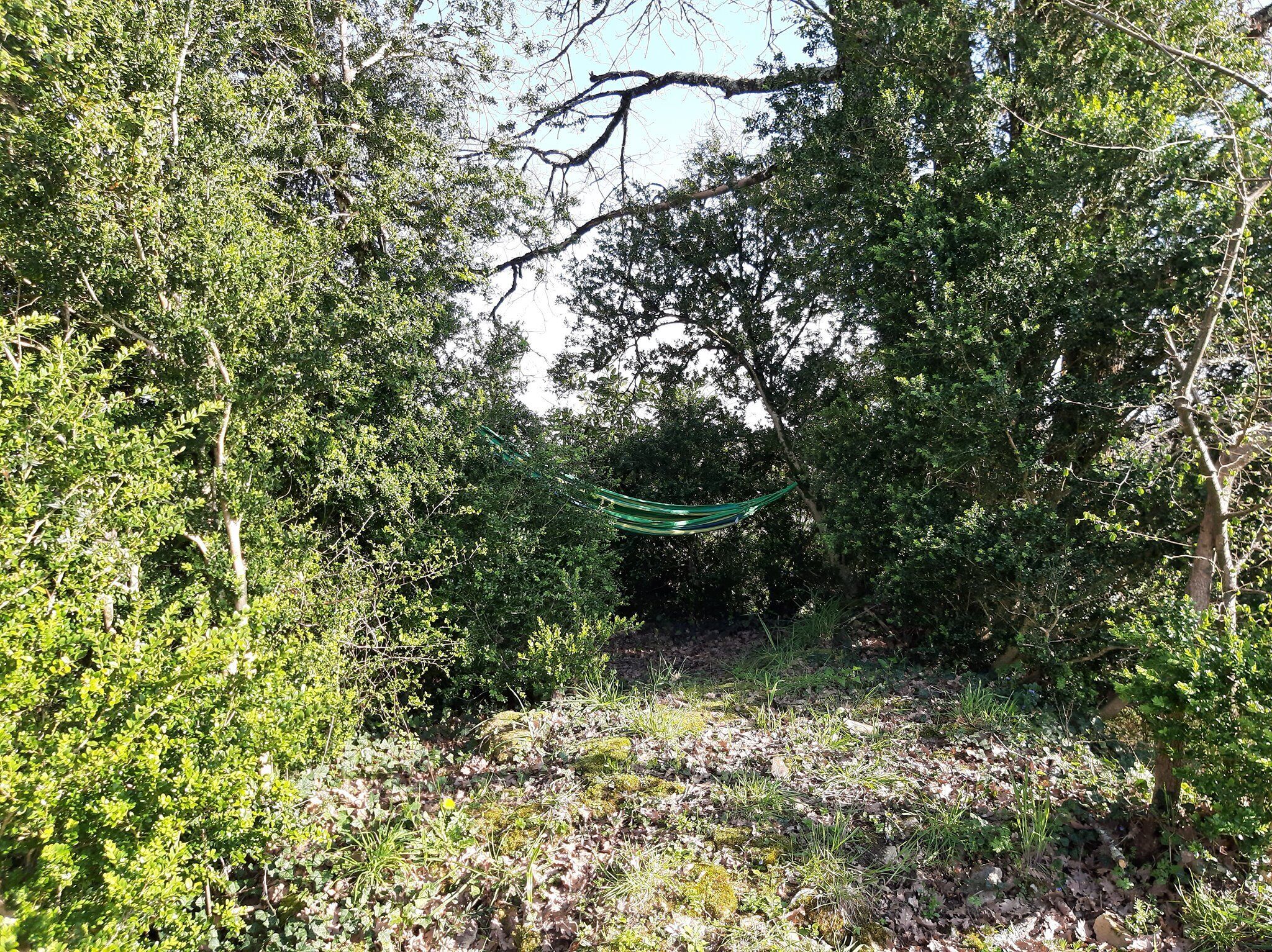 A hammock hanging between trees in a wooded area.