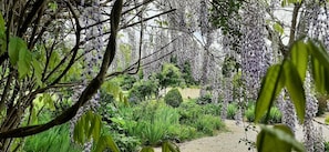 Ein Gartenpfad, umgeben von üppigem Grün und blühenden violetten Bäumen.