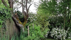 A garden with a tree, white flowering bushes, and green foliage. - Charming cottage with garden, near Chenonceau and Beauval (Luzillé)