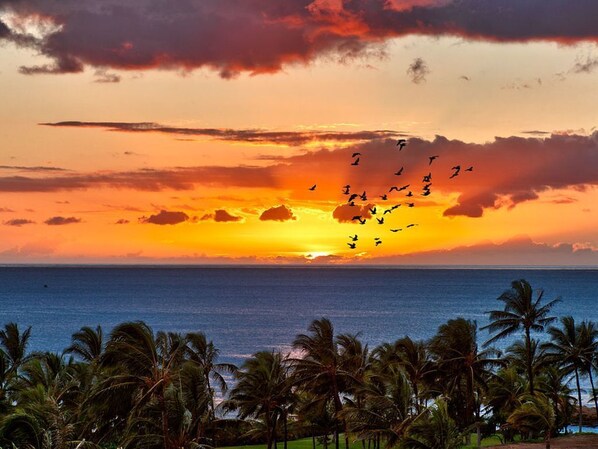A sunset over the ocean with palm trees in the foreground.