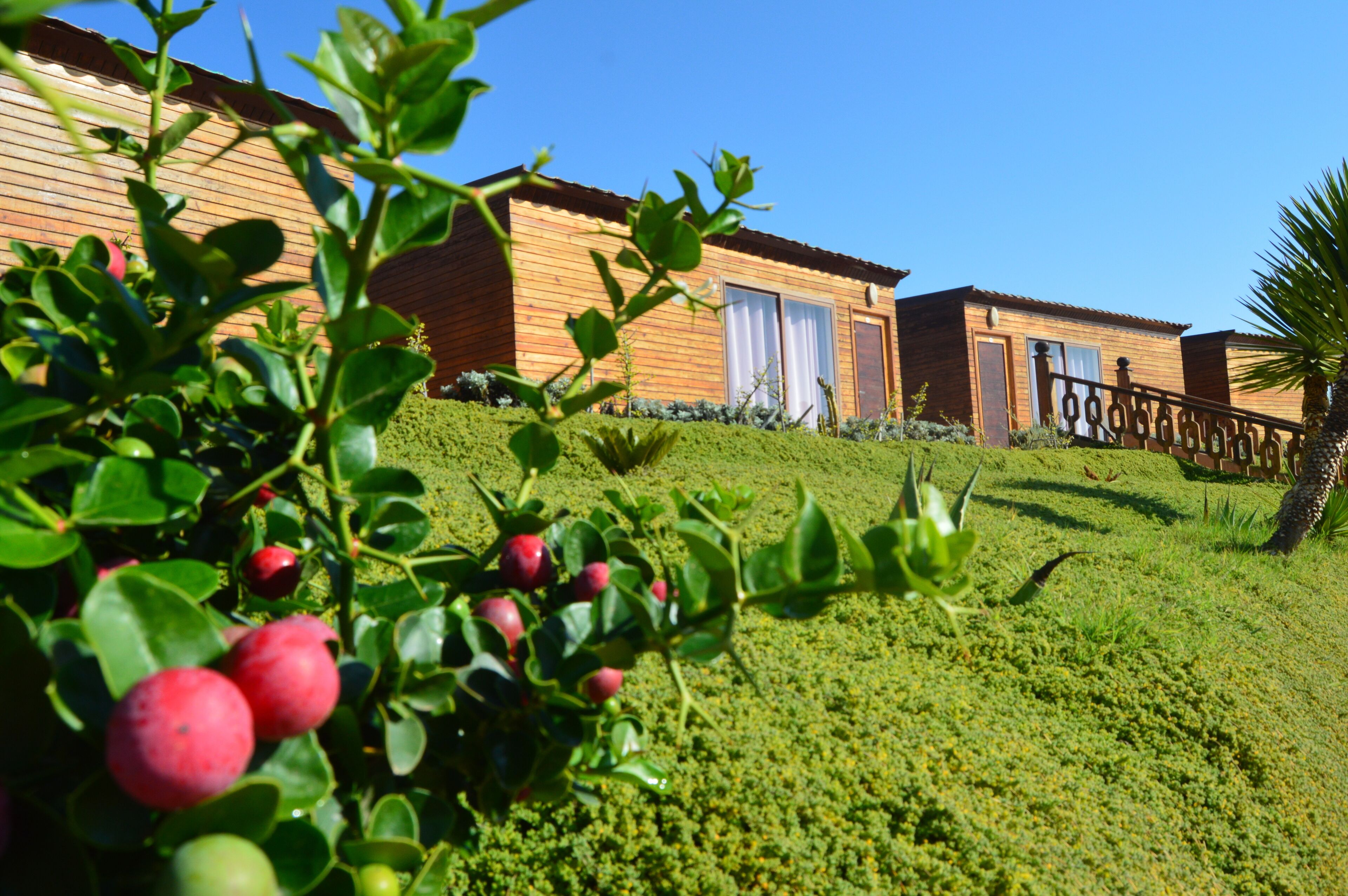 A wooden building with a balcony and a well-maintained garden with green shrubs and red berries.