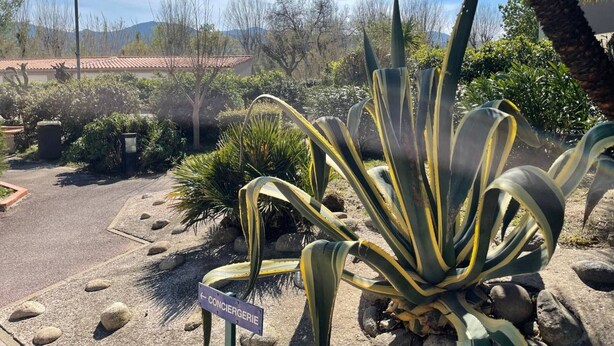 A garden with agave plants, a palm tree, and a building with a red roof in the background. - Beachfront Studio 4 Sleeps, Pool, Parking, near Argèles-sur-Mer Center (Argelès-sur-Mer)