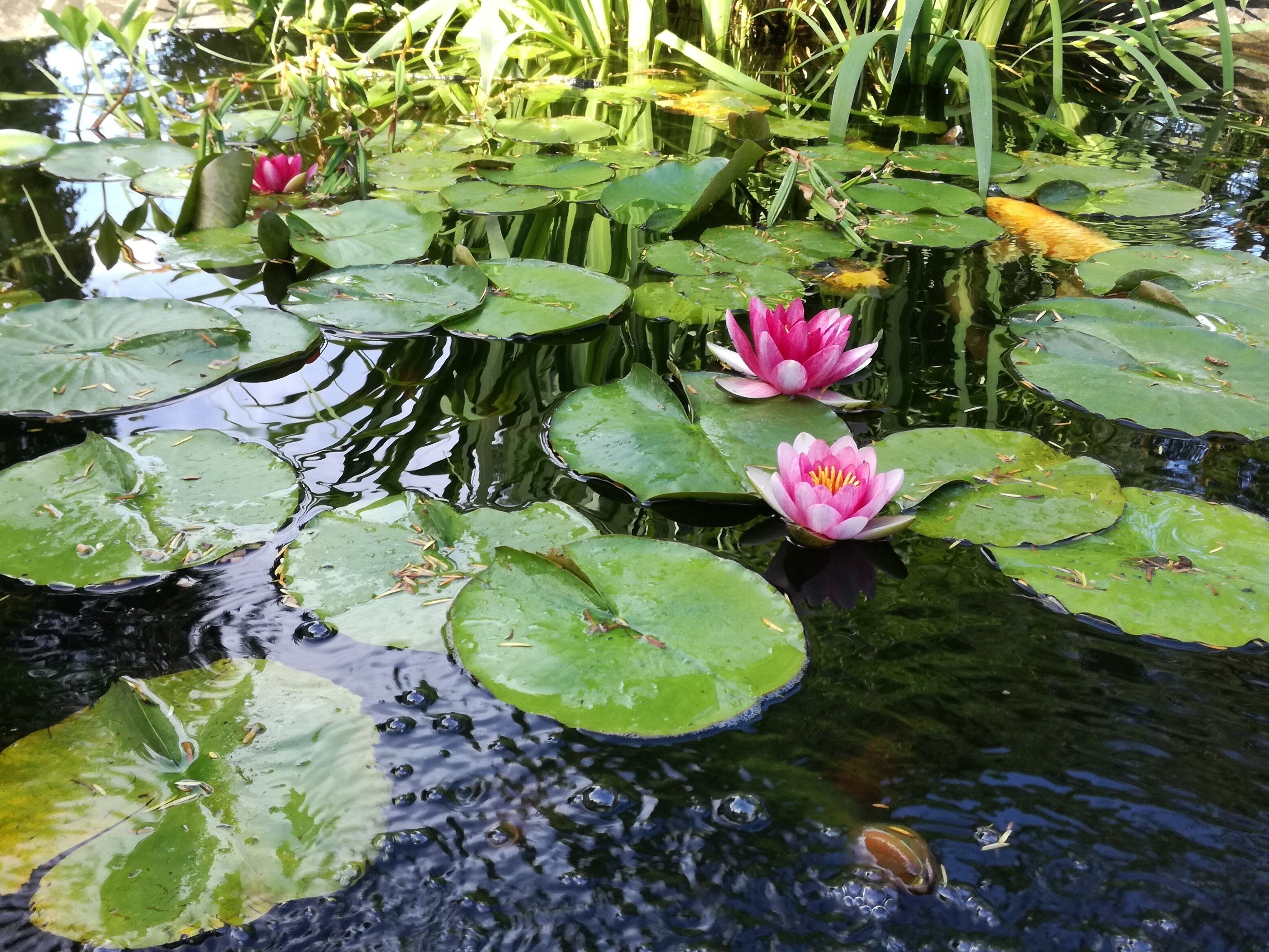A pond with lily pads and water lilies.