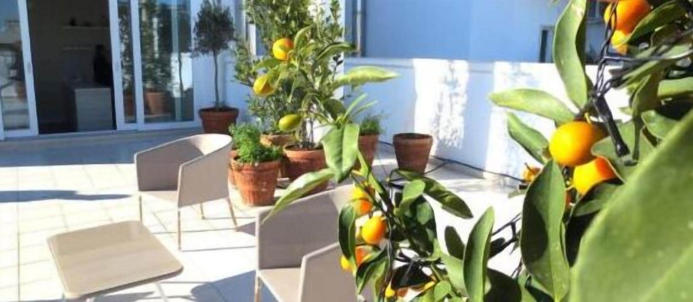 Foto - Gatto Bianco Le Terrazze