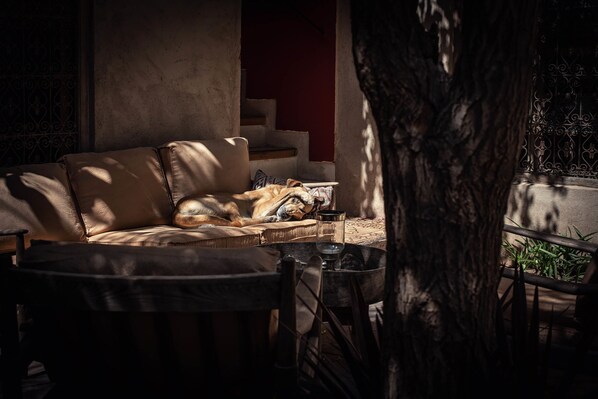 A cozy living room with a sofa, a coffee table, and a tree in the foreground.