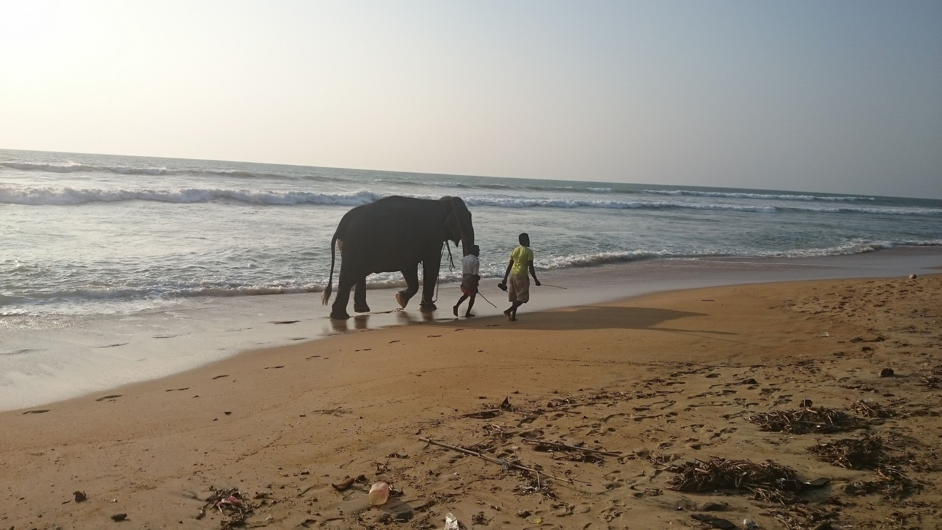 Une plage où l’on voit un éléphant et deux personnes se promenant le long du rivage.