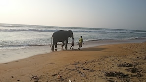 Una playa con un elefante y dos personas caminando por la orilla.