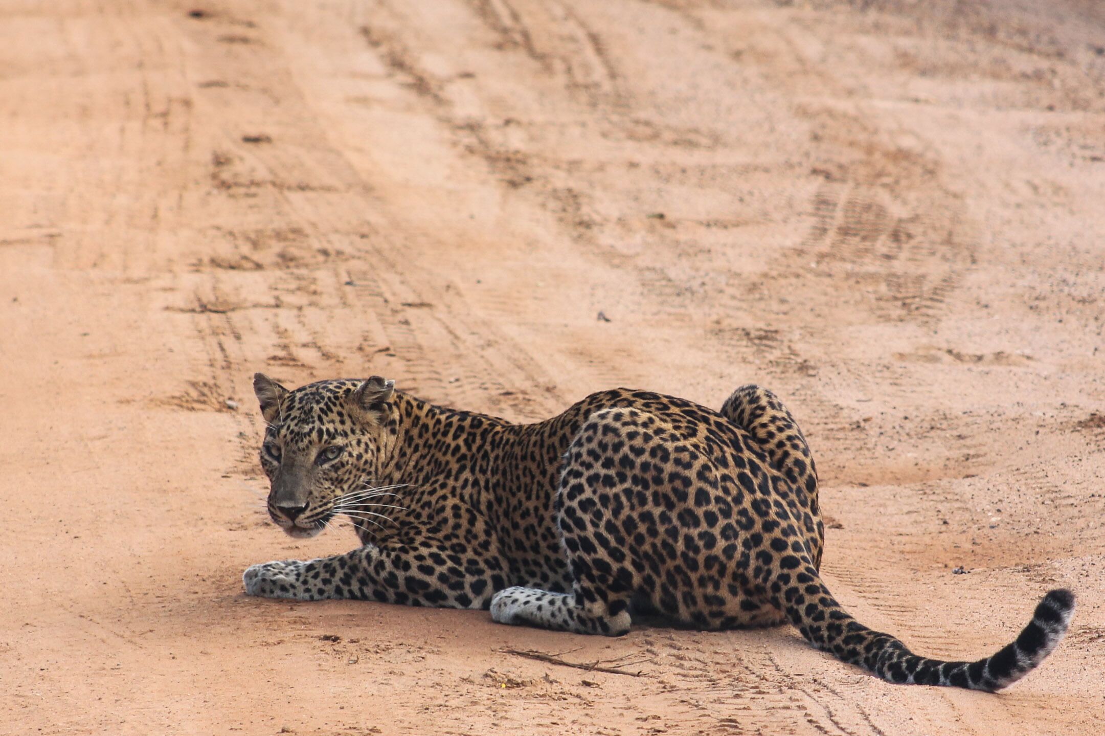 Ein Leopard liegt auf einer sandigen Fläche.