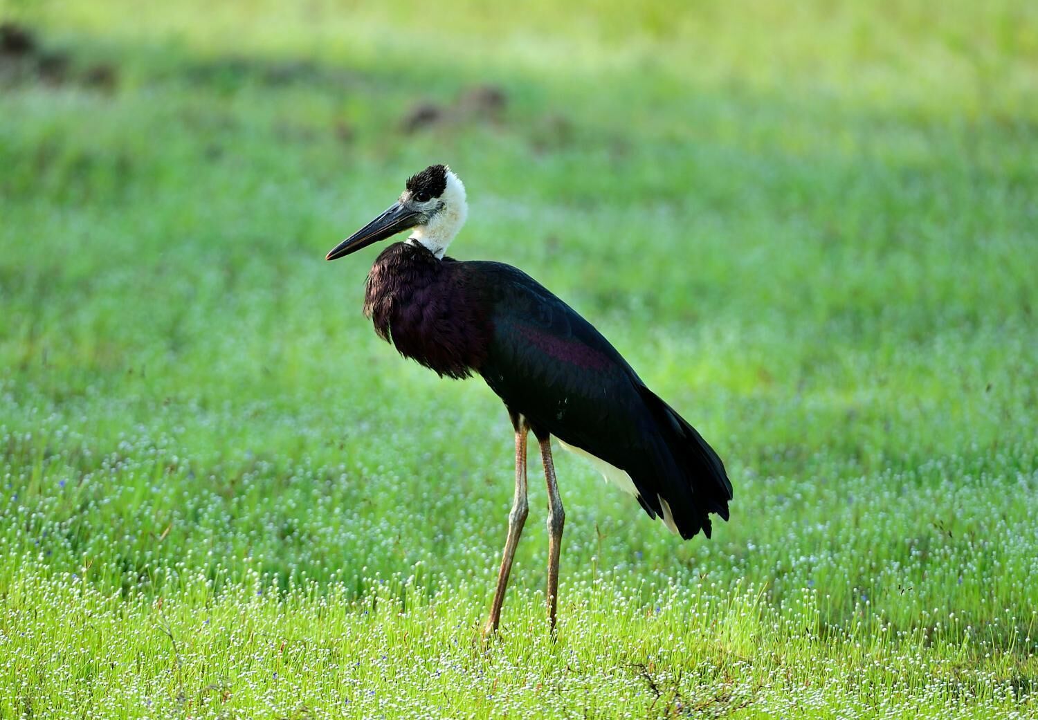 A bird standing in a grassy field.