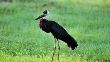 A bird standing in a grassy field.