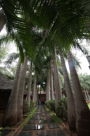Un sendero bordeado por altas palmeras que conduce a un edificio con techo de paja.