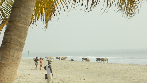 A beach with a palm tree, people, and cattle.