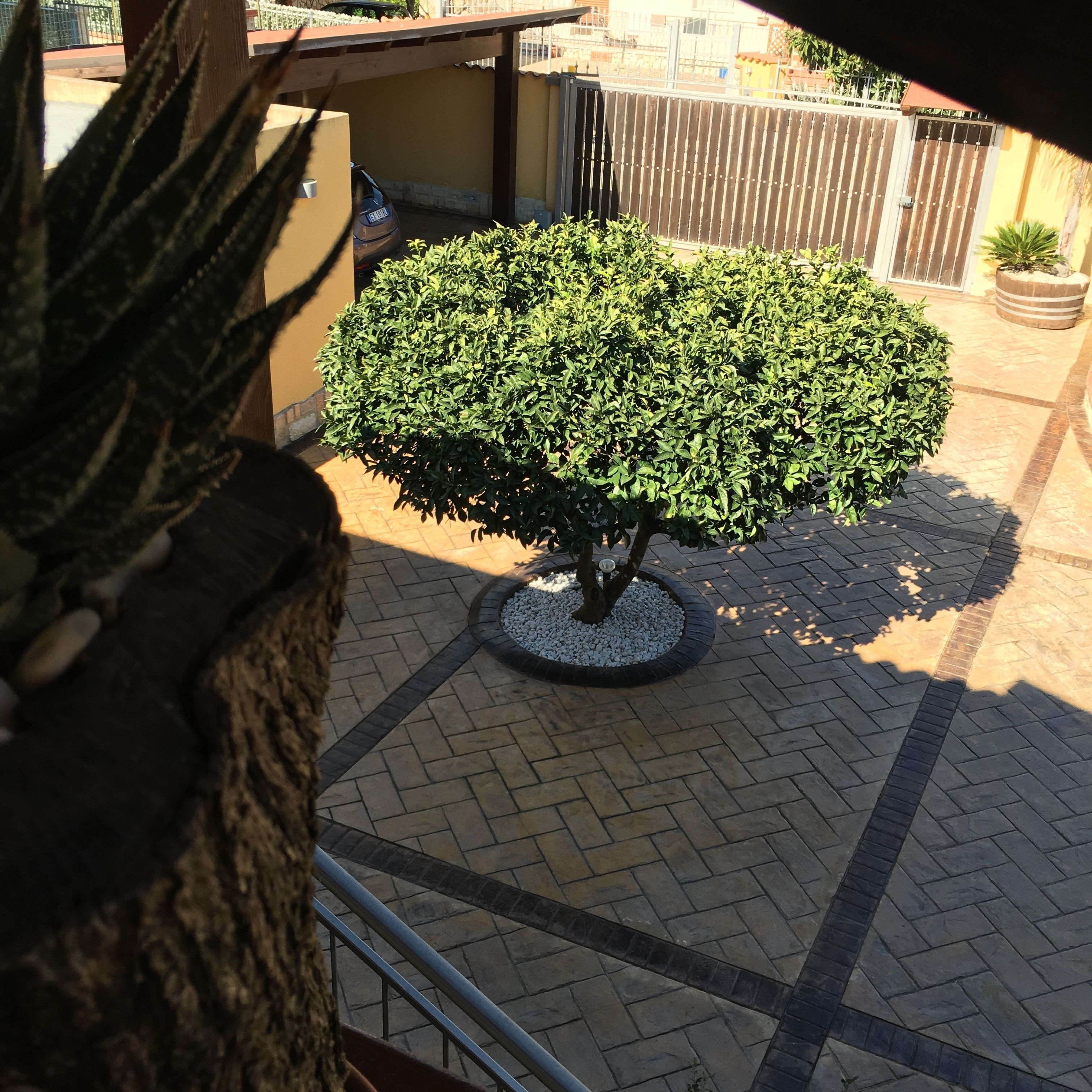 A well-maintained courtyard with a neatly trimmed bush, a potted plant, and a paved walkway.
