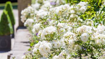 A garden pathway lined with white flowers and green foliage.