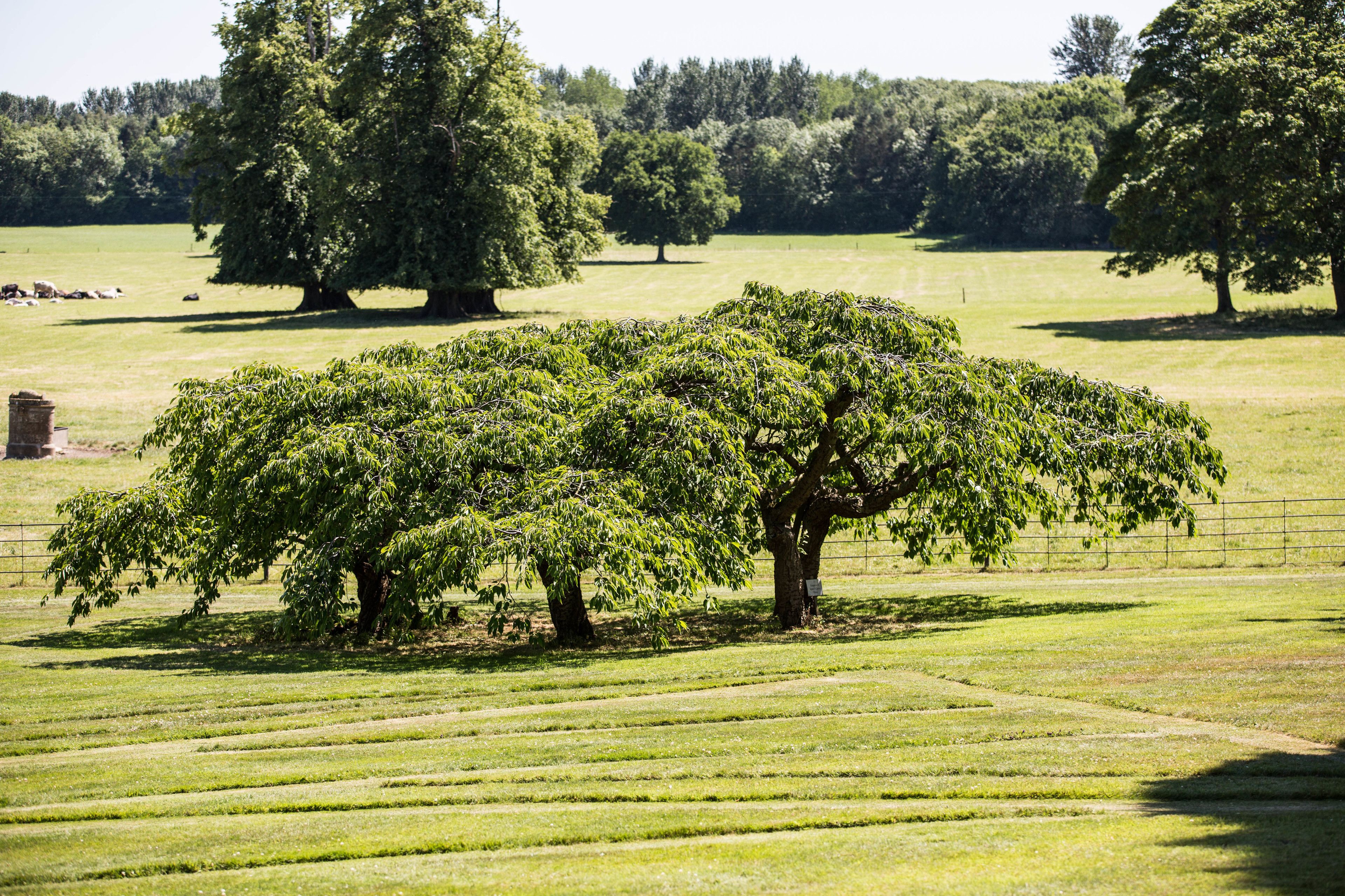 Foto - Goldsborough Hall