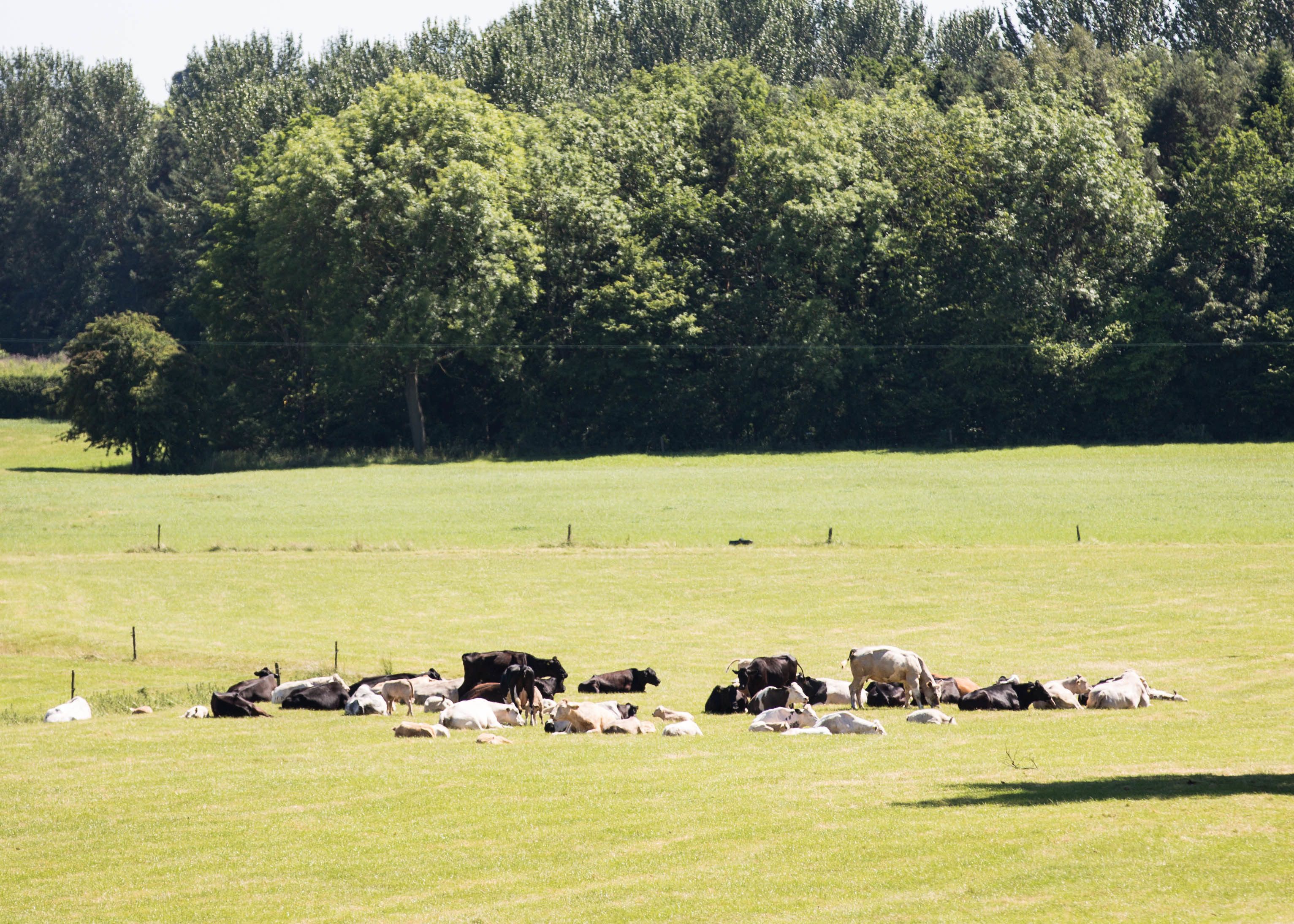 A rural landscape with a herd of cows grazing in a field, surrounded by trees and a fence.