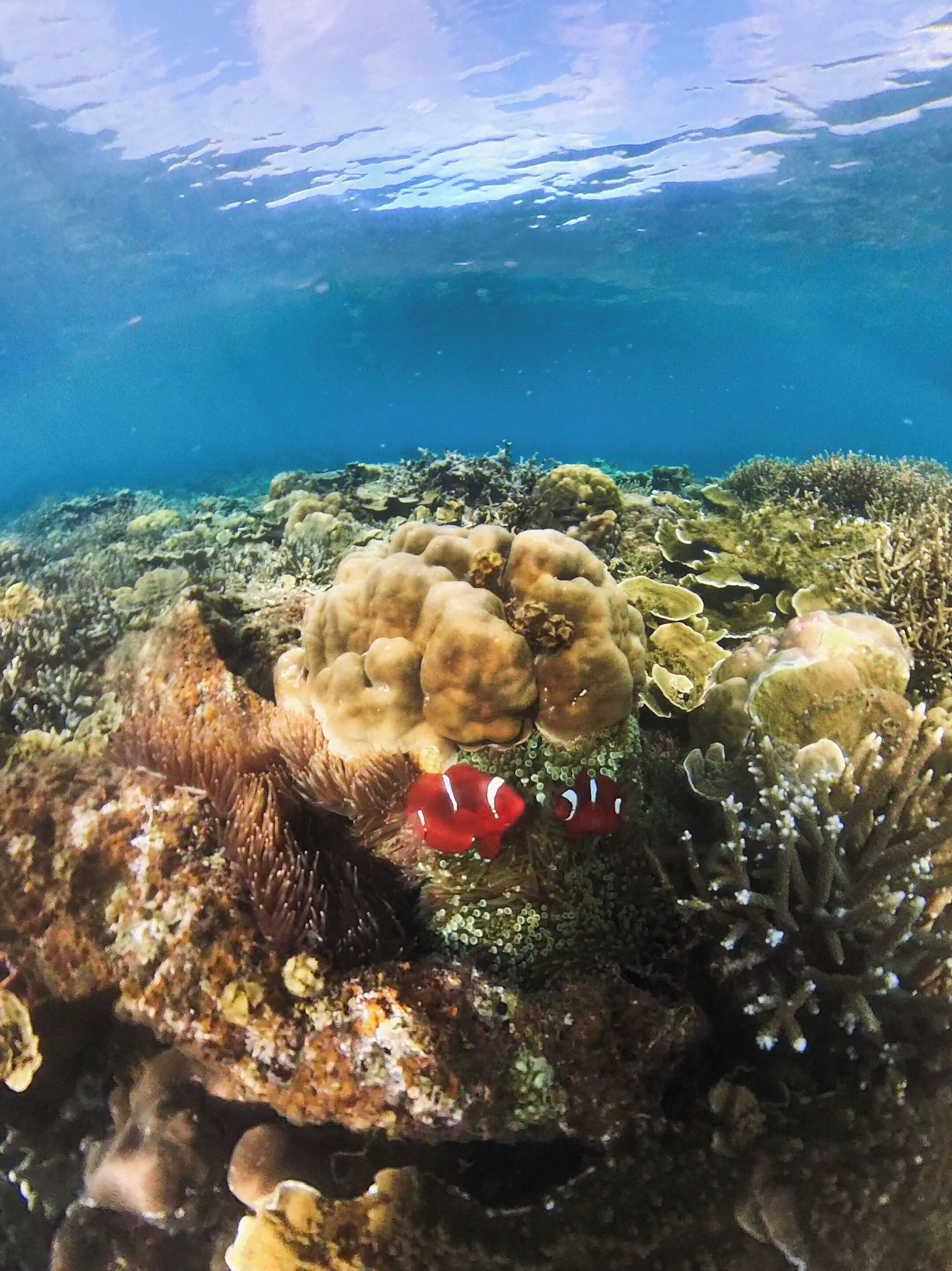 An underwater scene with coral formations and two clownfish.
