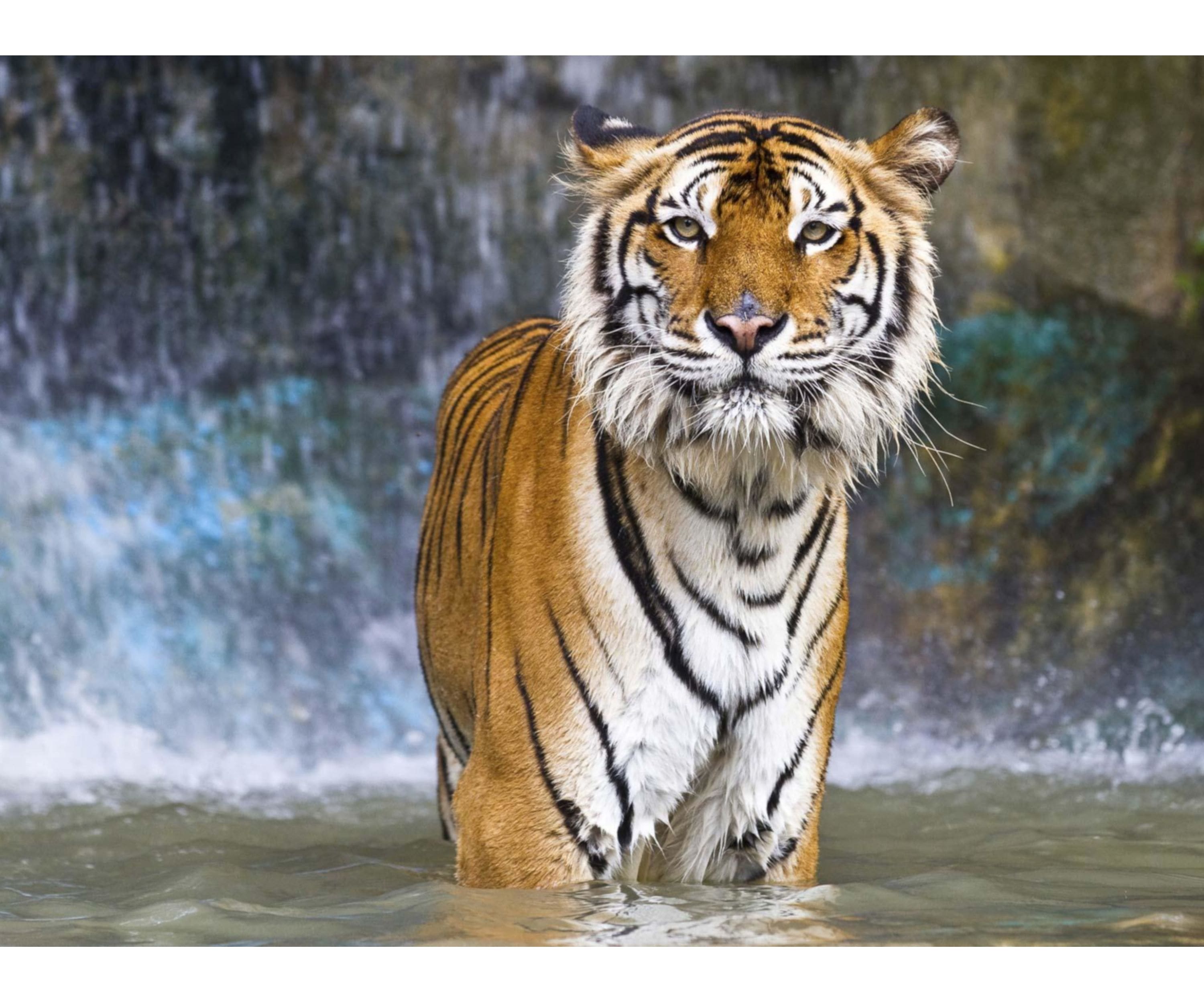 A tiger standing in water with a waterfall in the background.
