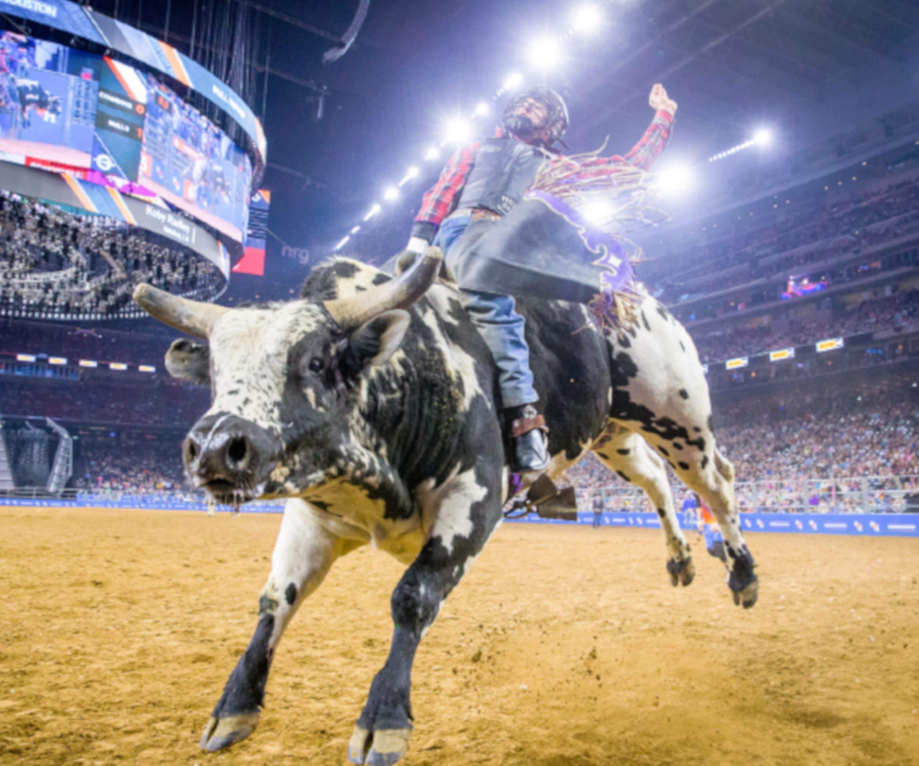 A bull in a rodeo arena with a rider on its back.