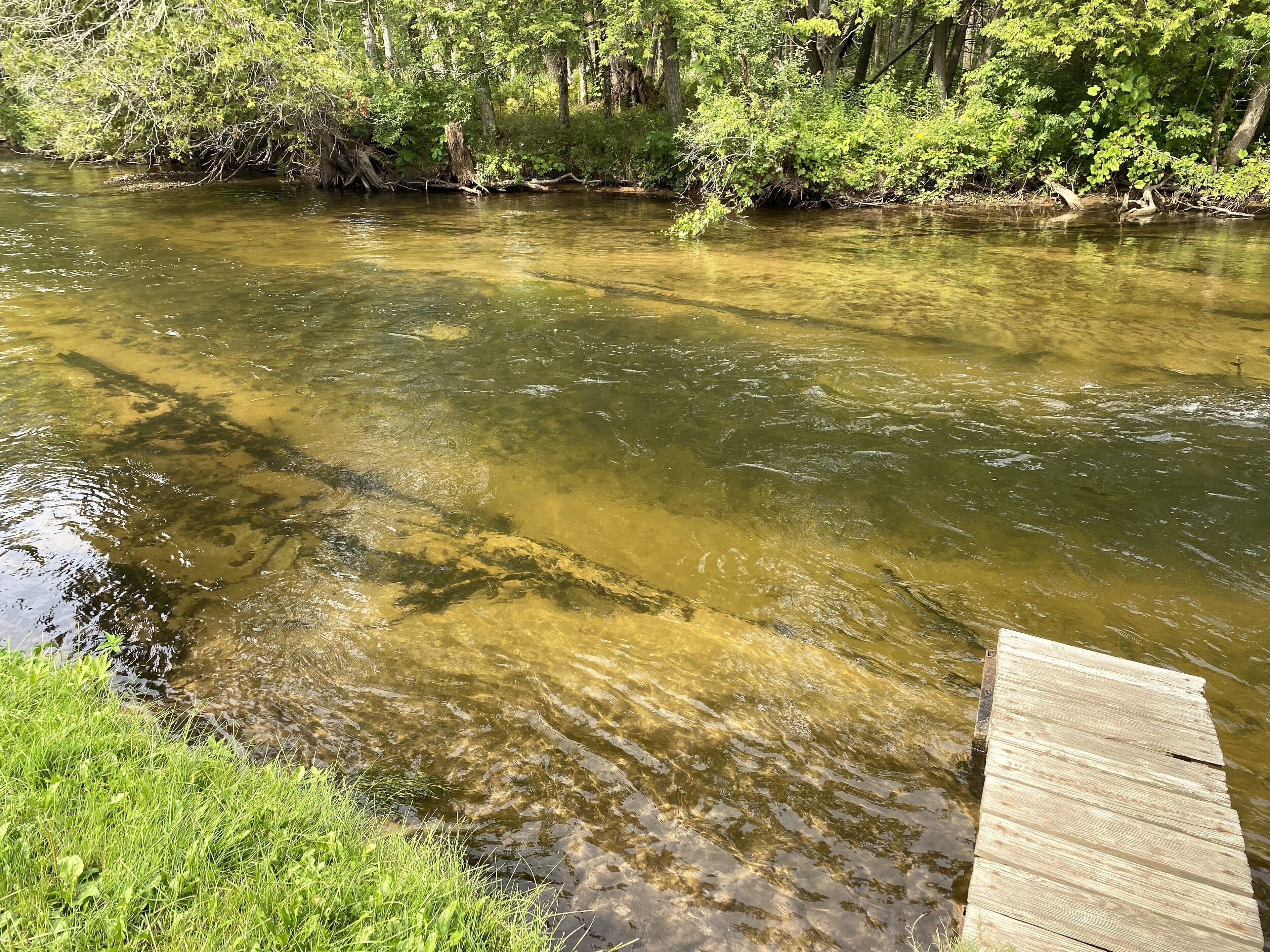 A wooden dock extending into a clear river surrounded by lush greenery.