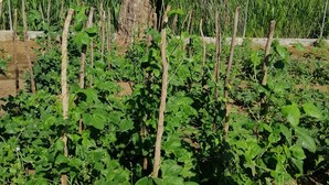 A garden with rows of plants supported by wooden stakes, a large tree in the background, and a clear blue sky. - Organic Garden Sigiriya (Avudangawa)