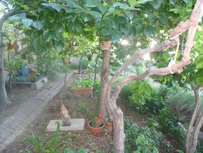 Stroll through a serene garden oasis with a winding pathway, lush plants, and a charming trellis.