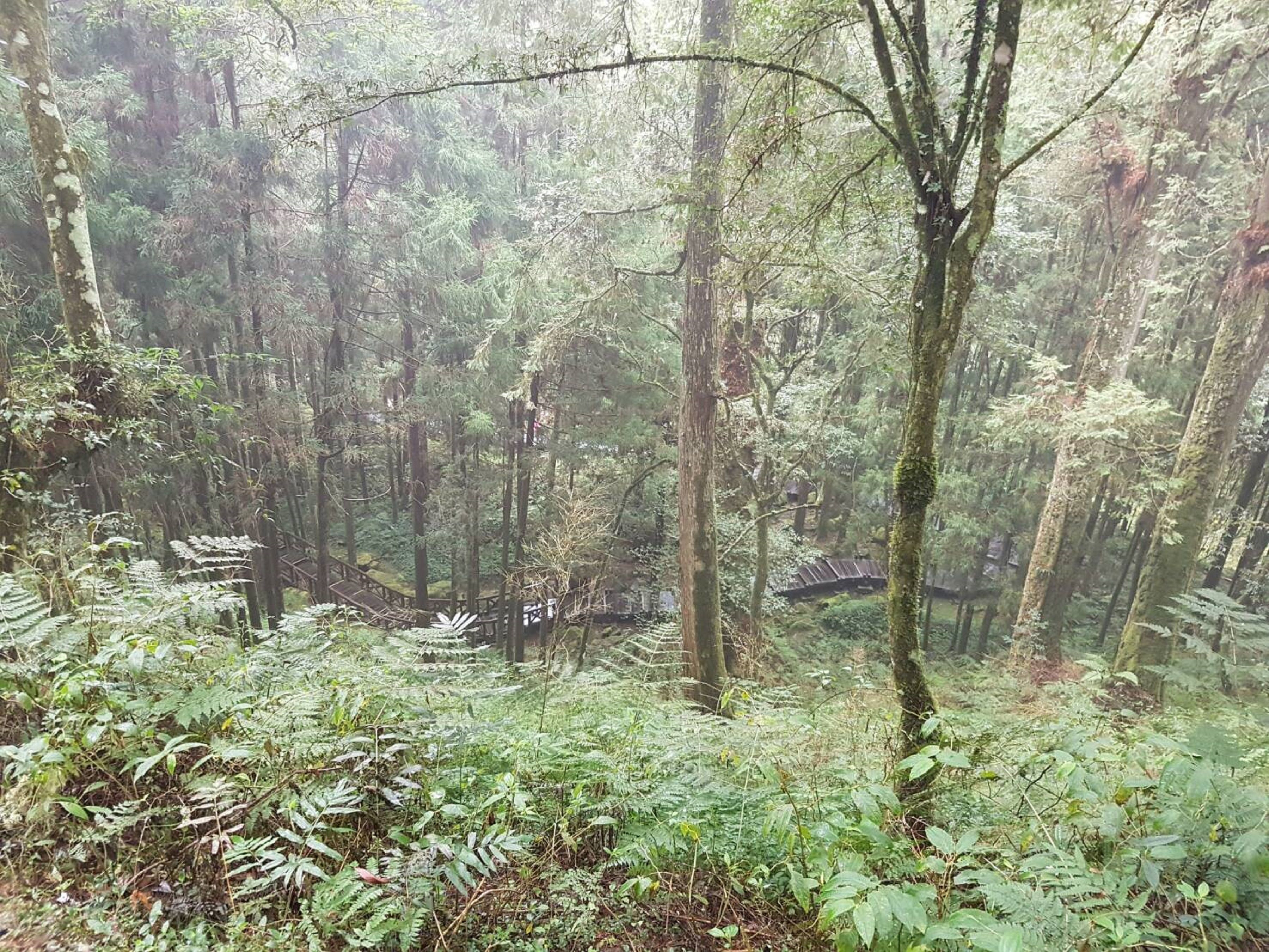 A dense forest with a wooden bridge.