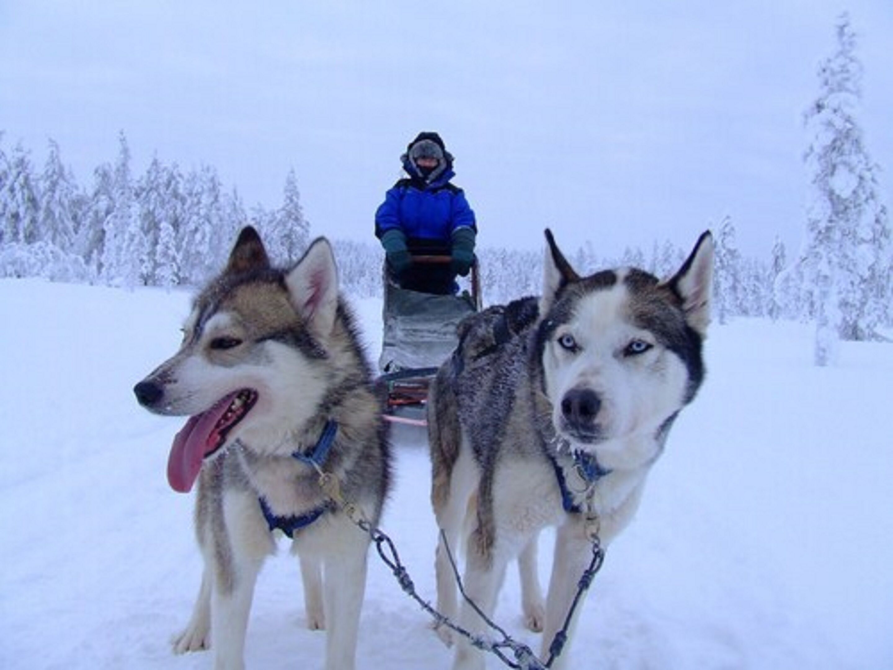 Dos huskies tiran de un trineo en un paisaje nevado.