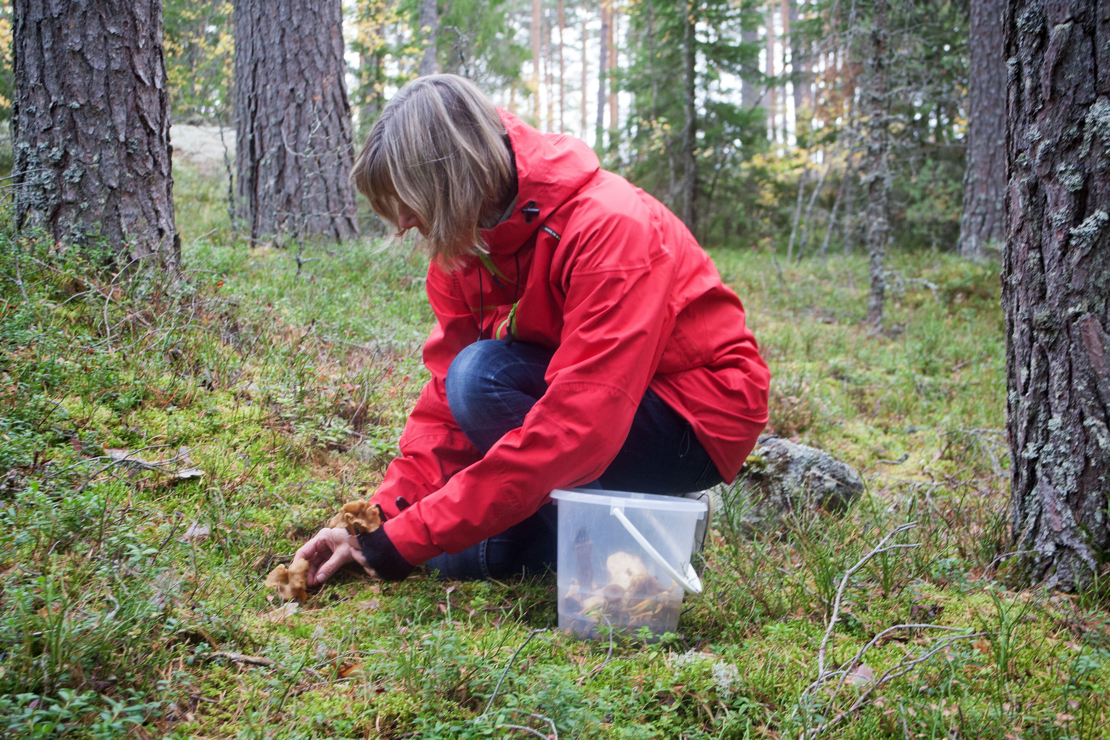 Una persona con una chaqueta roja agachada sobre el suelo del bosque, observando algo dentro de un recipiente transparente.