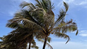 A beach with palm trees, a sandy shore, and a clear sky. - C'Roque Beach Resort (Colva)