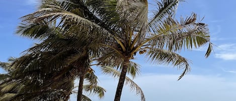私家海滩、间海滩酒吧