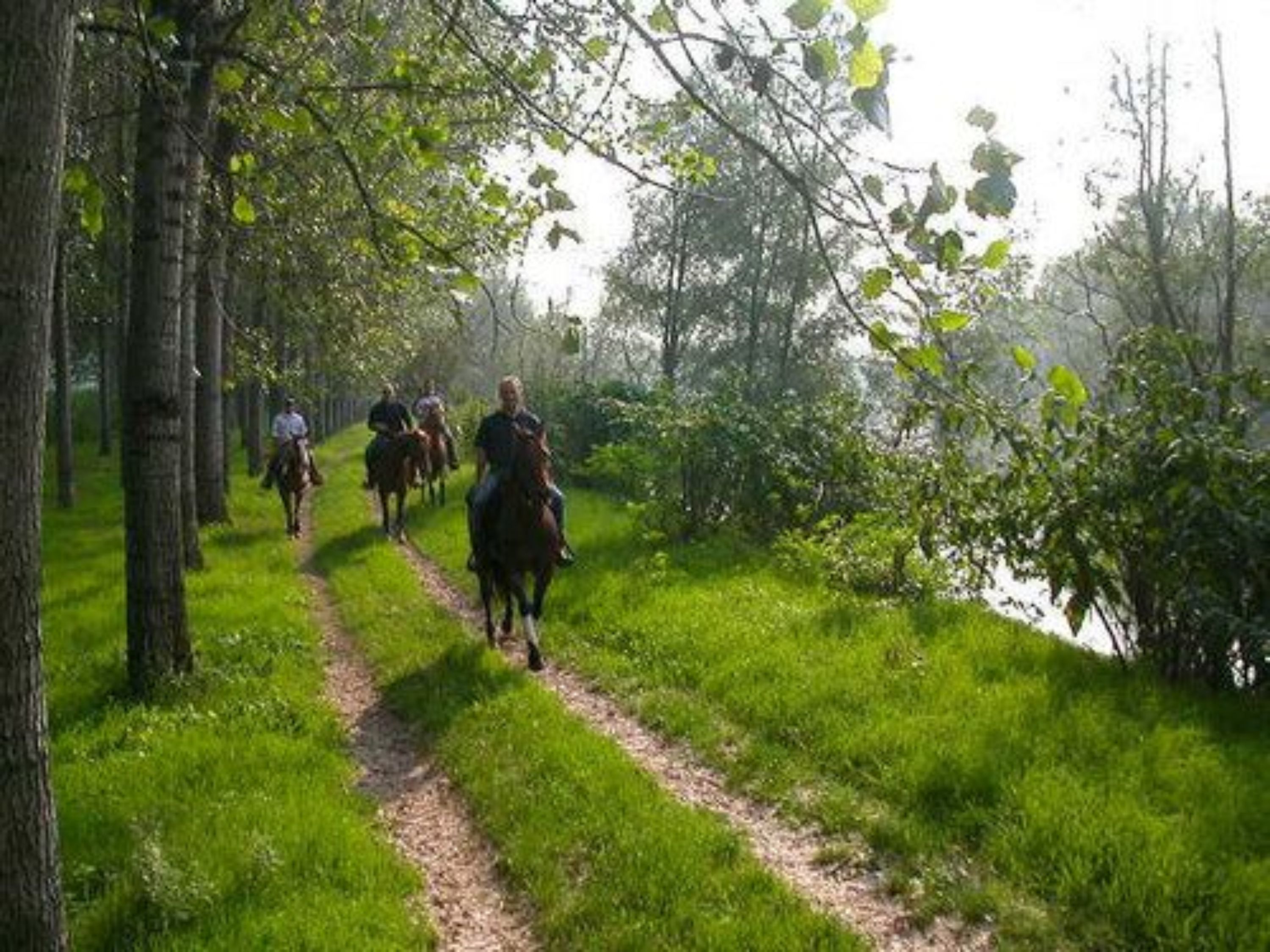 A path through a wooded area with people riding horses.