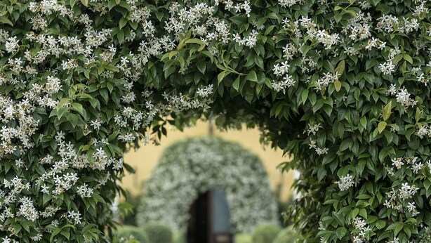 Un sendero atraviesa un jardín con un arco central rodeado de abundante vegetación.