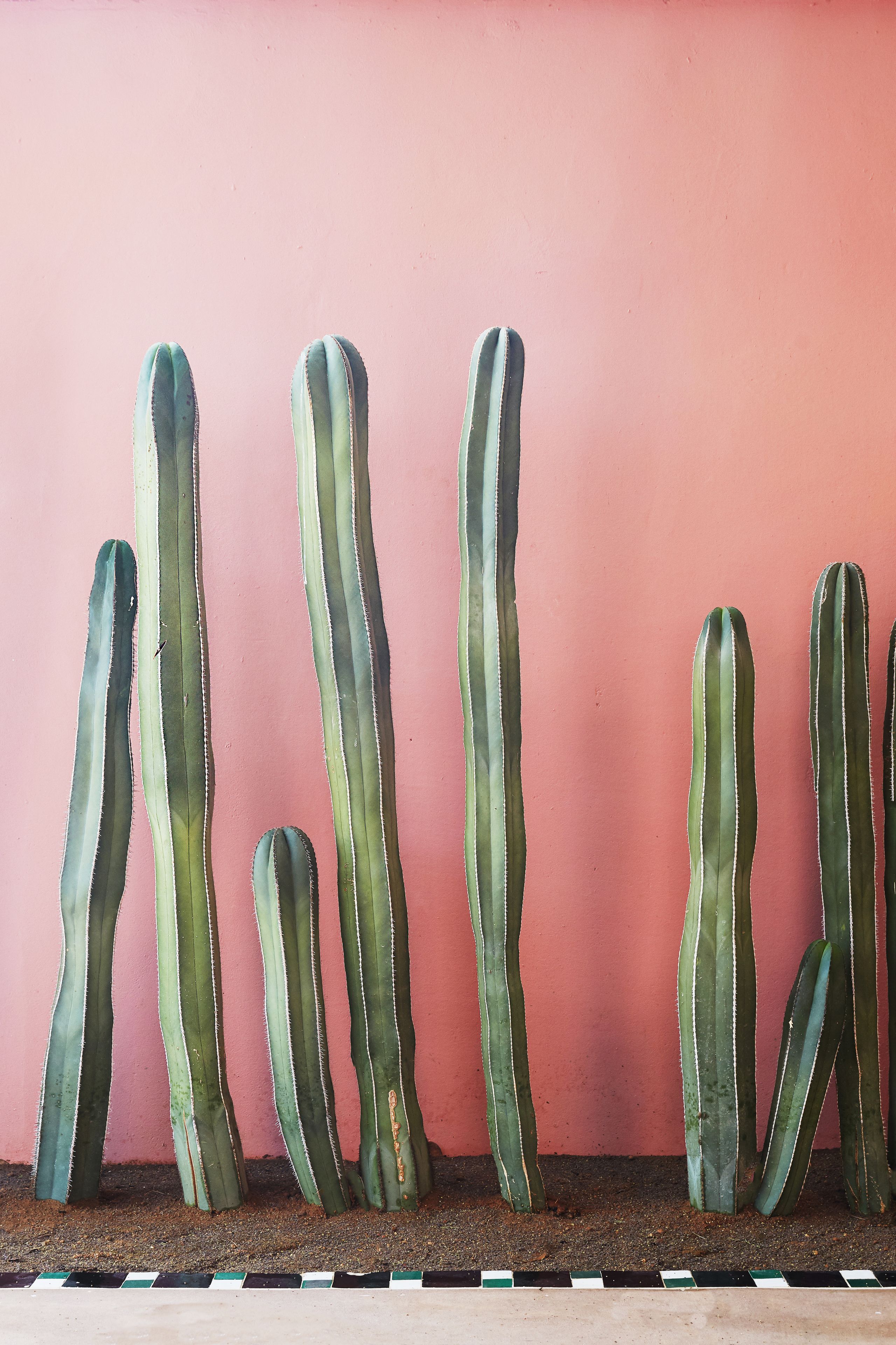 A row of tall, green cacti against a pink wall.