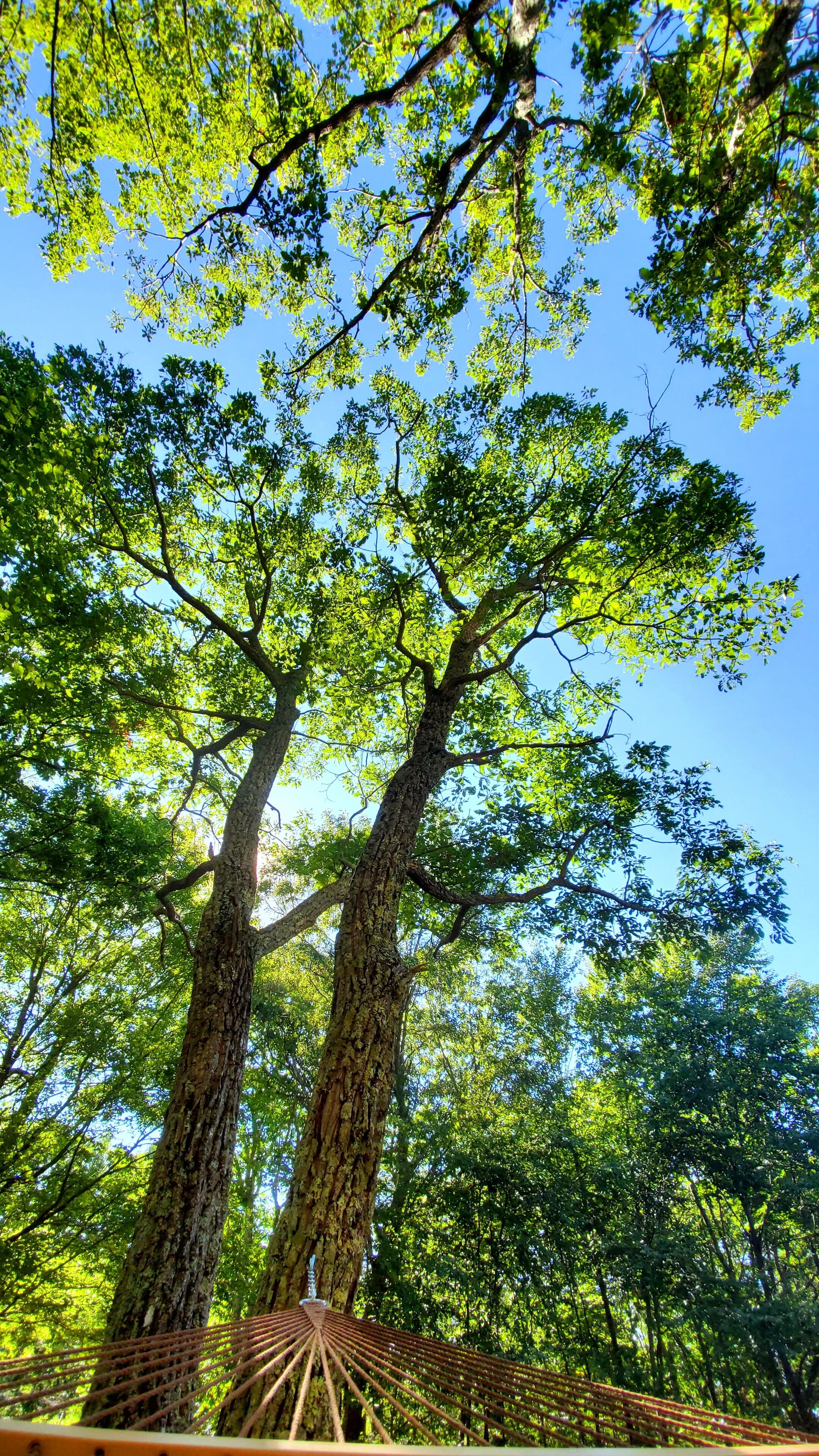 A hammock strung between two large trees in a forested area.